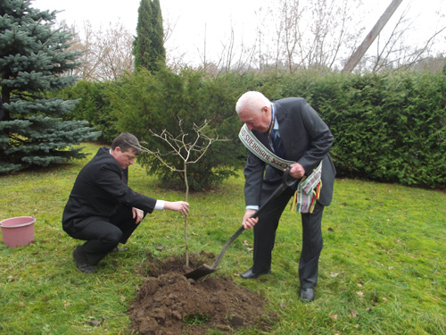 Jubiliejinį ąžuoliuką sodina 80-metis R. Augustinas ir dabartinis Tarnybos vadovas Dainius Žiogelis. Dalinos Rupinskienės ("Šilelis") nuotrauka